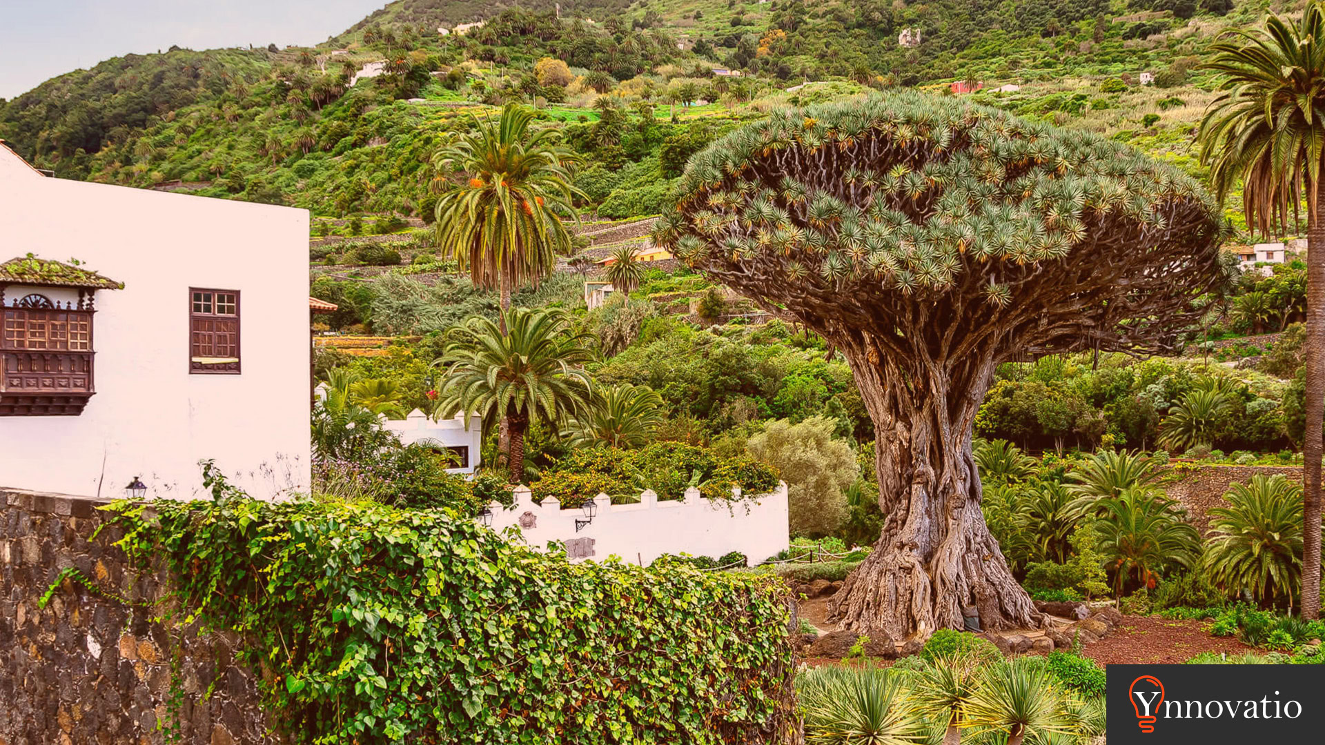 Agencia SEO en Santa Cruz de Tenerife. Vista desde el drago milenario